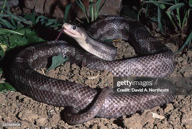 black rat snake - black rat snake stock pictures, royalty-free photos & images
