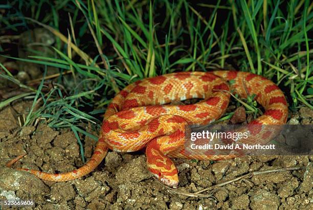 albino corn snake - corn snake stockfoto's en -beelden