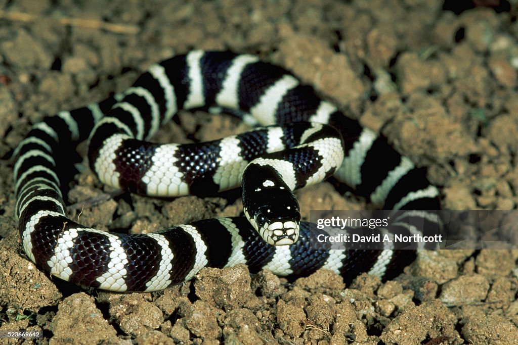 California Banded Desert Kingsnake