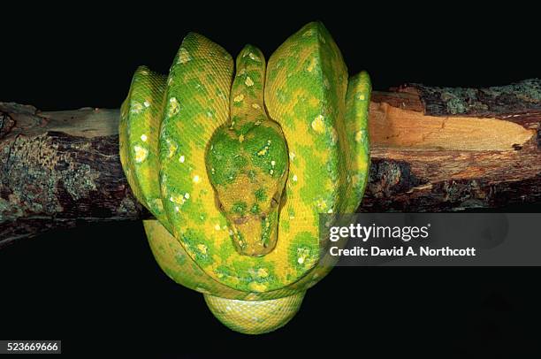 green tree python coiled around branch - green tree python stock pictures, royalty-free photos & images