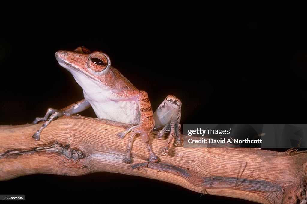 Hourglass Tree Frog