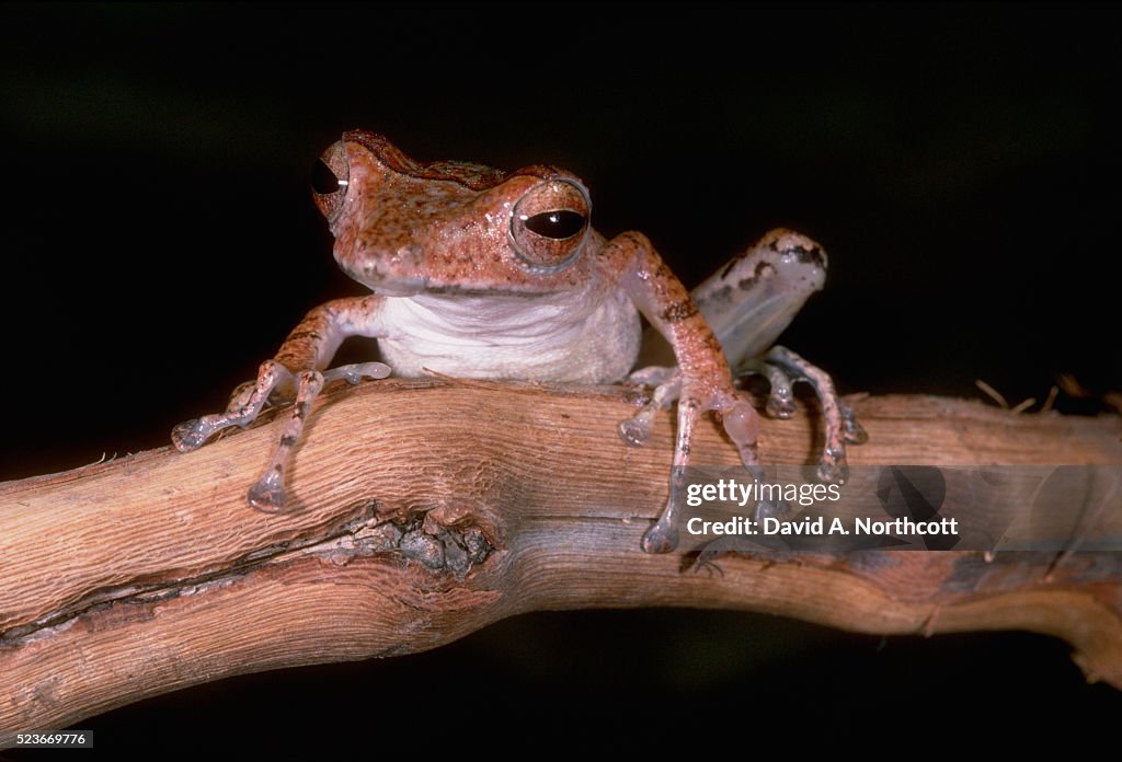 Hourglass Tree Frog