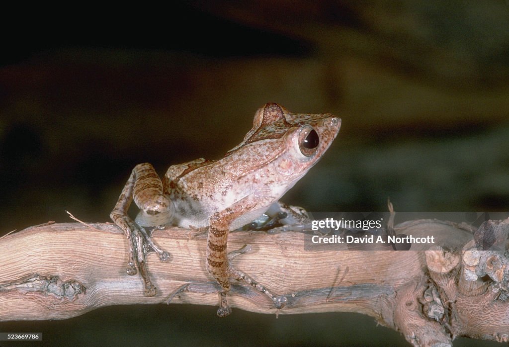 Hourglass Tree Frog