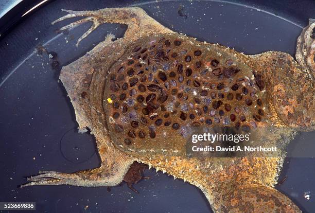 surinam toad carrying eggs - pipa pipa photos et images de collection