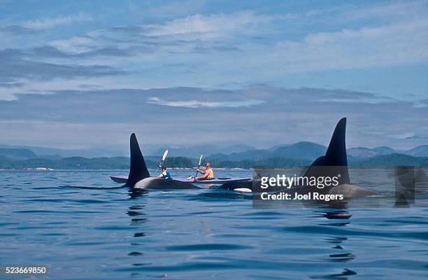 orca whale with sea kayakers johnstone strait, british columbia, canada, north america - sea kayaking imagens e fotografias de stock