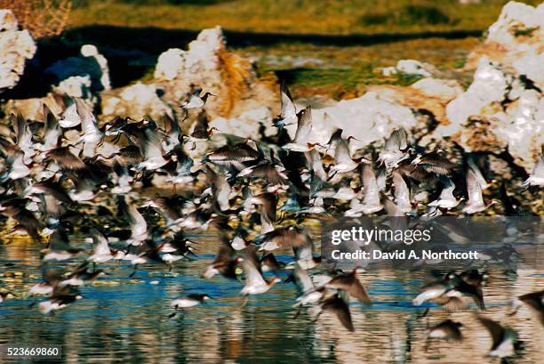 flock of wilson's phalaropes flying low over water - mono lake stock pictures, royalty-free photos & images