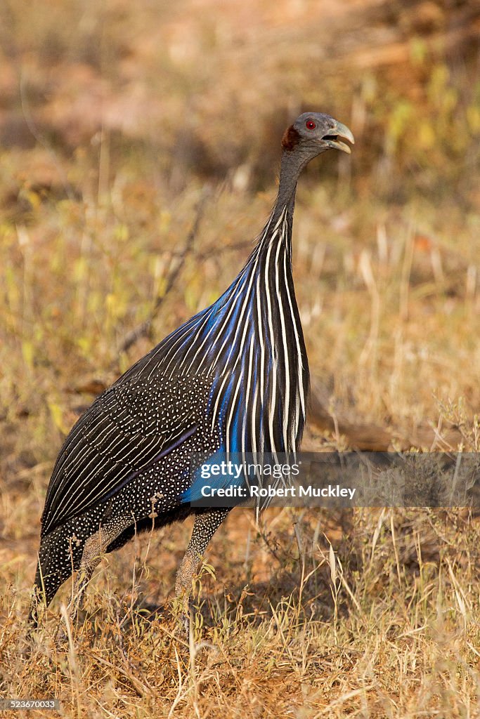 Vulturine Guinea fowl