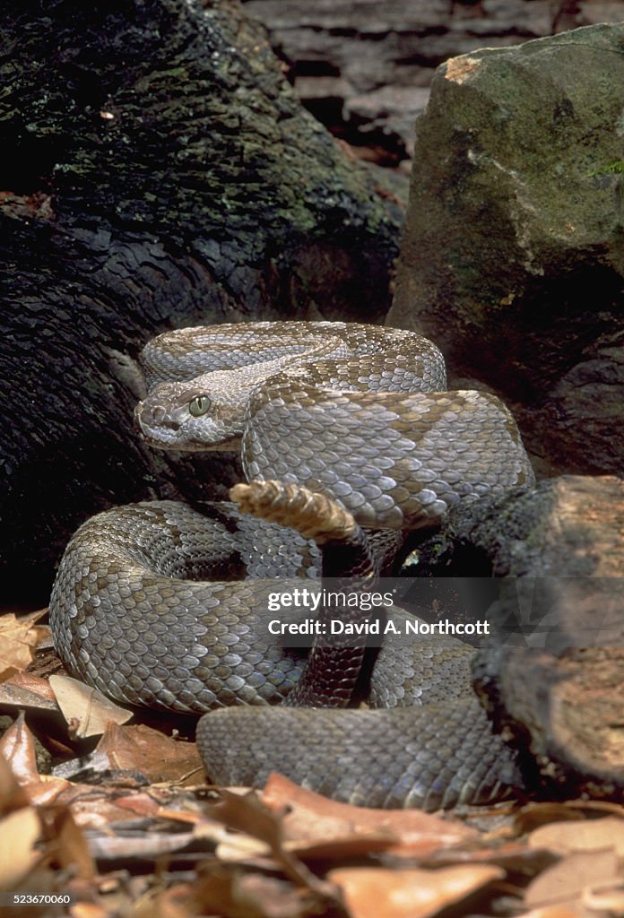 Arkansas Rattler Northern Black Tailed Rattler Ready To Strike High-Res Stock Photo ...