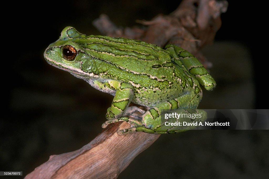 Marsupial Tree Frog