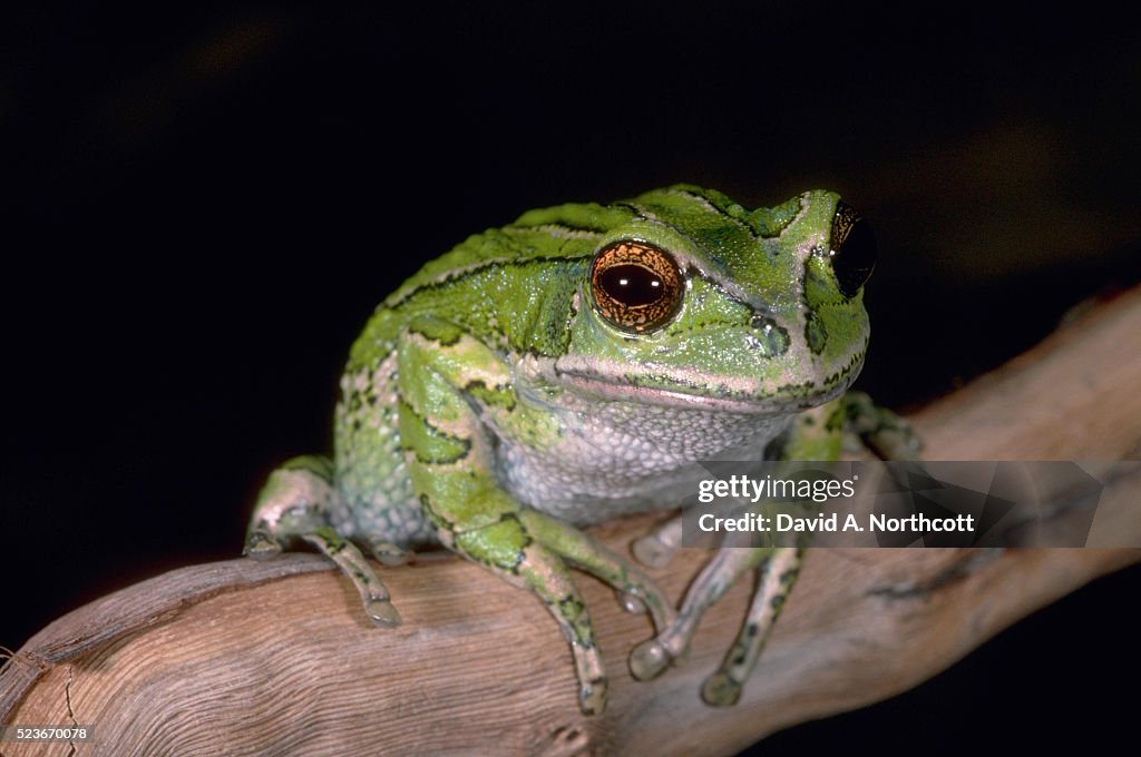 Marsupial Tree Frog