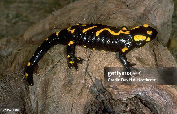 fire salamander on tree trunk - fire salamander stock pictures, royalty-free photos & images