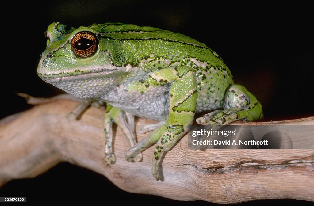 Marsupial Tree Frog