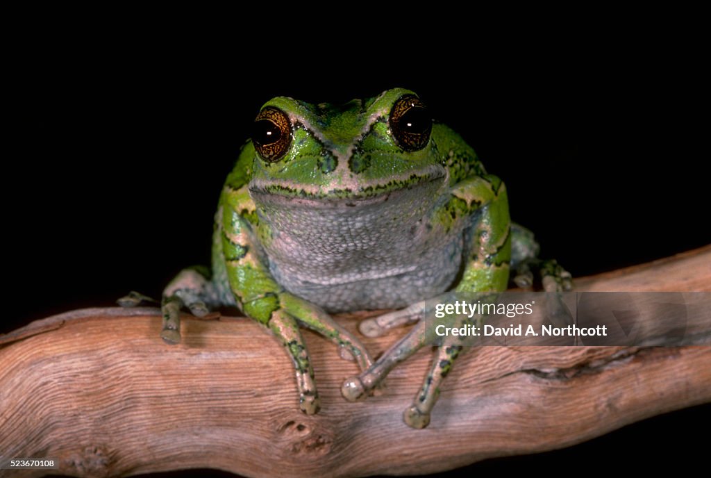 Marsupial Tree Frog