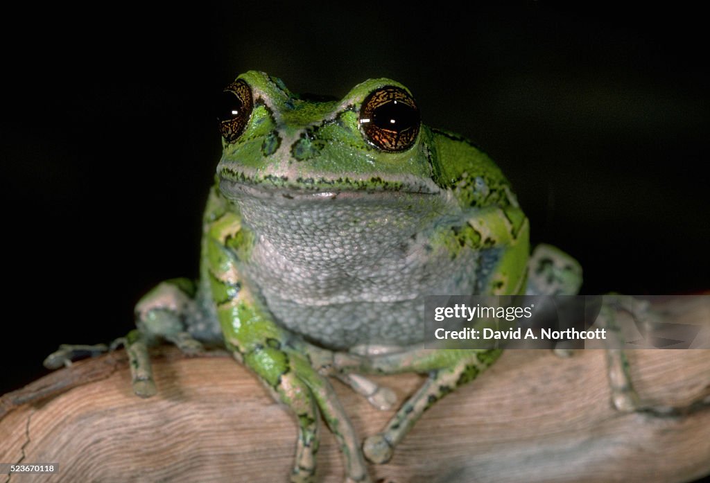 Marsupial Tree Frog