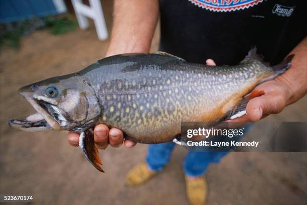 hands holding brook trout - speckled trout stock-fotos und bilder