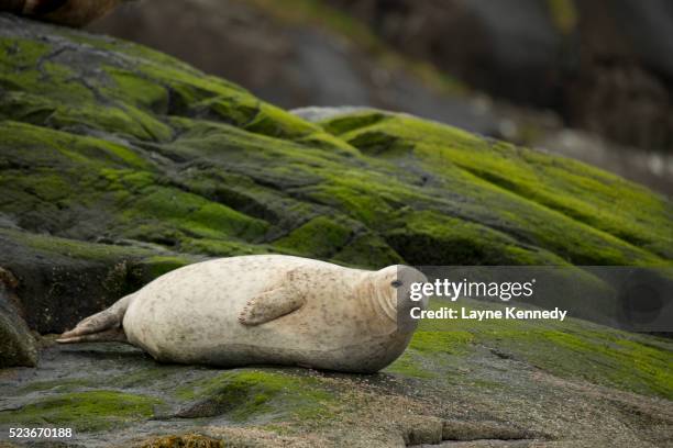 seal on the coast of isle of skye, scotland - western isles stock pictures, royalty-free photos & images