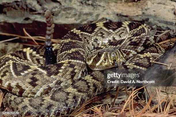 eastern diamondback rattlesnake - eastern diamondback rattlesnake fotografías e imágenes de stock