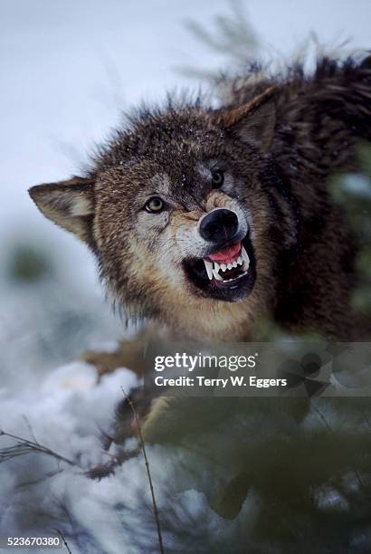 snarling wolf - growling wolf stock pictures, royalty-free photos & images