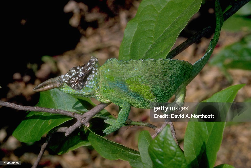 Male Sailfin Chameleon