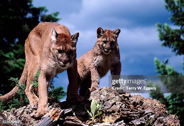 cougar training her young to hunt - puma stock pictures, royalty-free photos & images