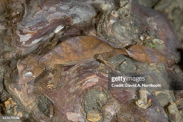 spiny leaf tail gecko - uroplatus phantasticus ストックフォトと画像