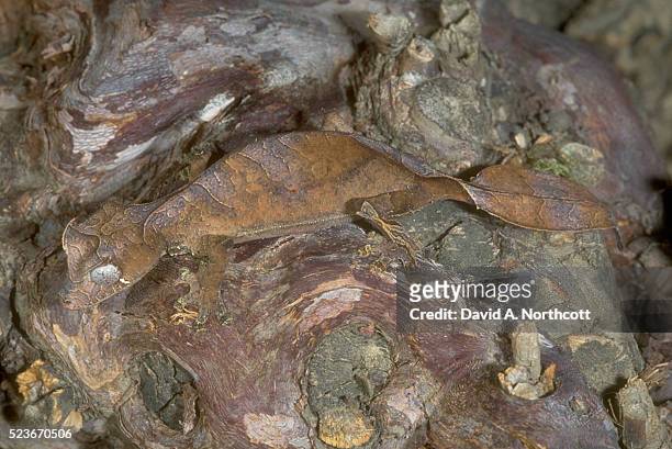 spiny leaf tail gecko - uroplatus phantasticus stock pictures, royalty-free photos & images