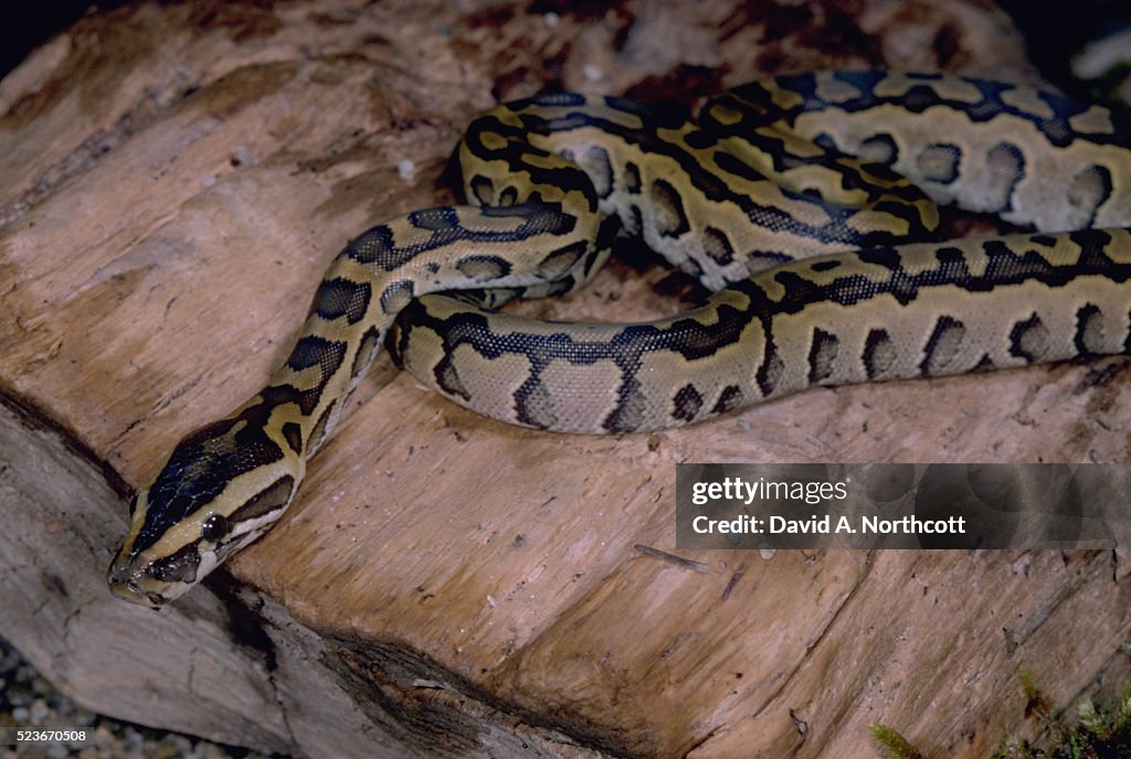 Birmie Python Burmese Python High-Res Stock Photo - Getty Images