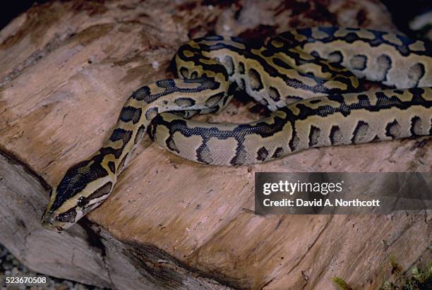 burmese python - python molurus bivittatus stock pictures, royalty-free photos & images