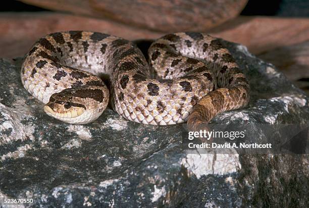 western hognose - hognose snake fotografías e imágenes de stock