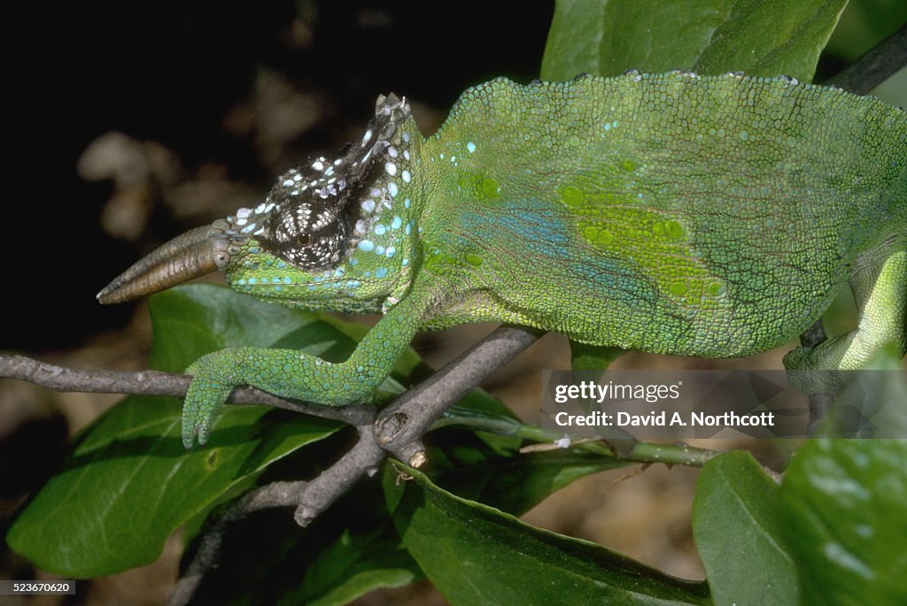 Sailfin Chameleon