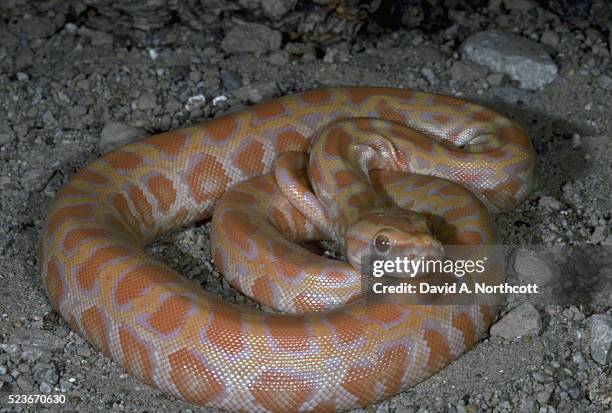 burmese python - burmese python stock pictures, royalty-free photos & images