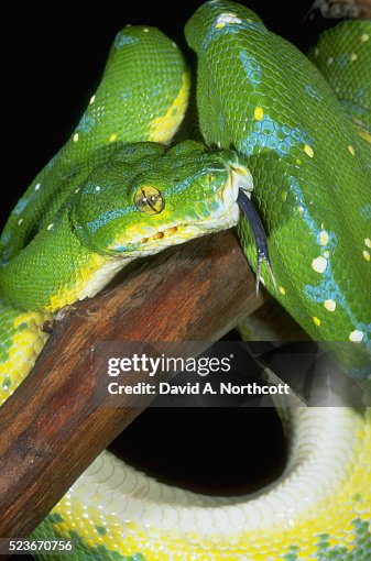 Green Tree Python Green Tree Python