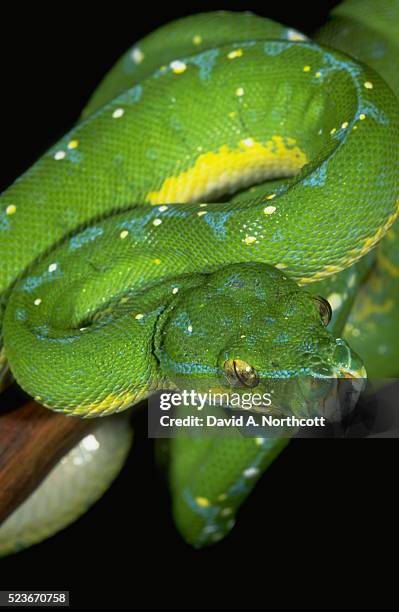 green tree python - green tree python stock pictures, royalty-free photos & images