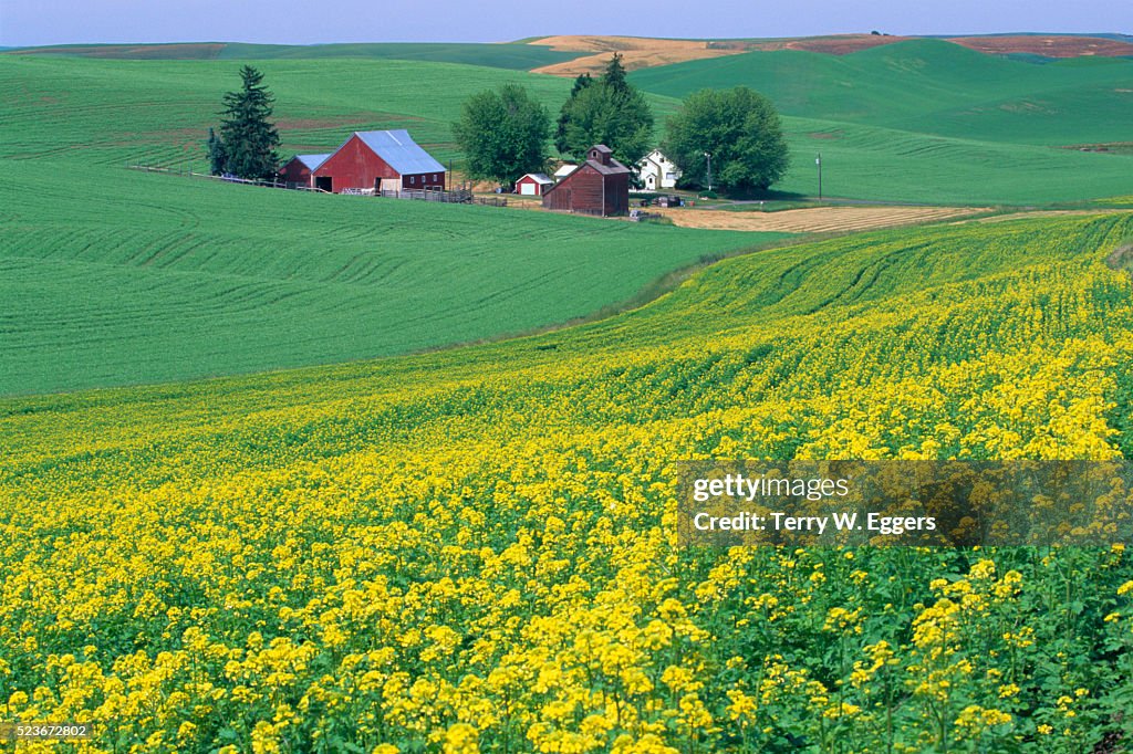 Mustard Crops Leading down to Farmhouse