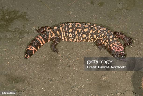 gila monster - gila monster stock pictures, royalty-free photos & images