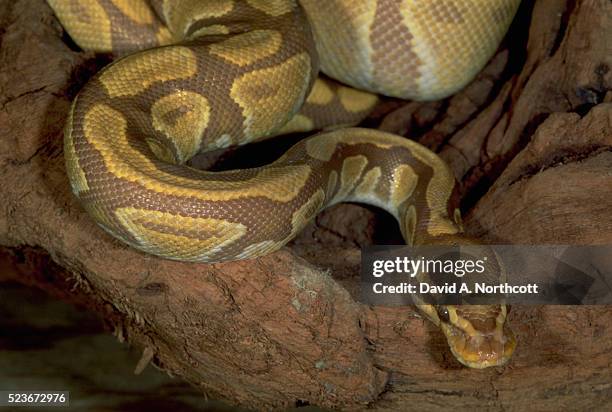 caramel ball python - ball python stock pictures, royalty-free photos & images