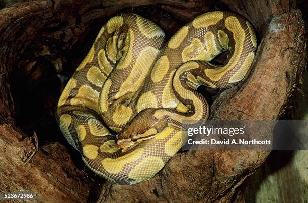 caramel ball python - ball python stock pictures, royalty-free photos & images