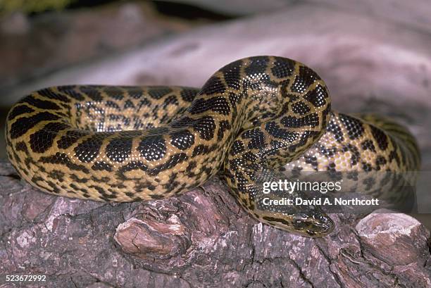 yellow anaconda - anaconda snake ストックフォトと画像