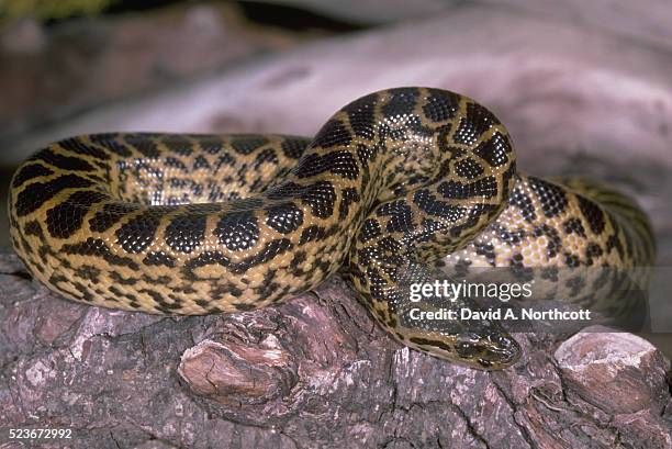 yellow anaconda - anaconda snake stock pictures, royalty-free photos & images