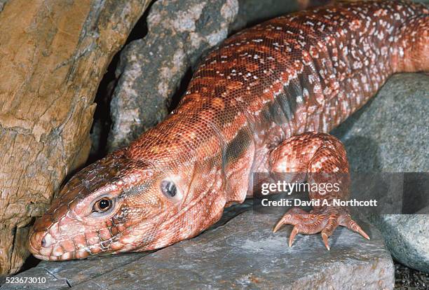 Tegu Photos and Premium High Res Pictures - Getty Images