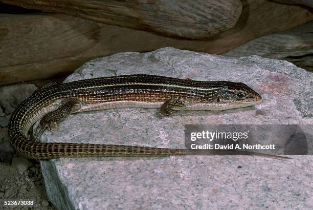 striped plated lizard - plated lizard stock pictures, royalty-free photos & images