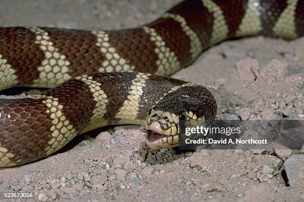 California King Python California King Snake Photos and Premium High Res Pictures - Getty Images