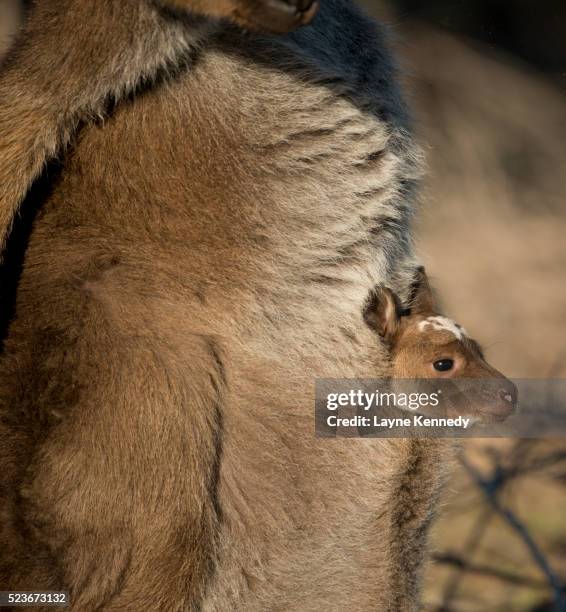 kangaroo baby, kangagroo island, australia - australia kangaroo island stock-fotos und bilder