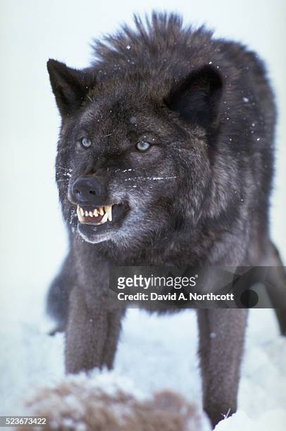 snarling black timber wolf - snarling stockfoto's en -beelden