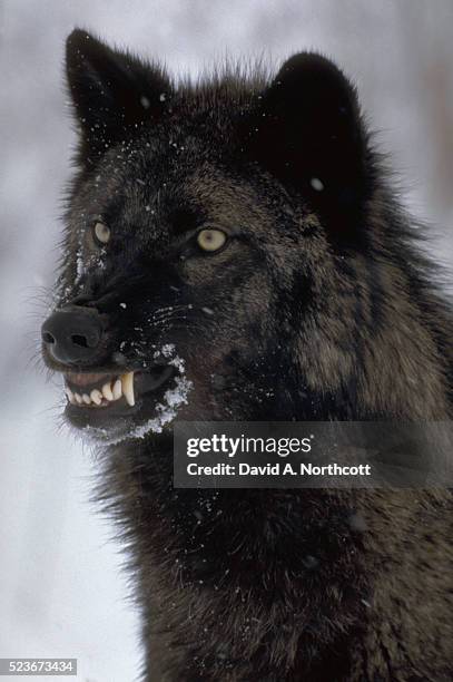 51 Black Wolf Snarling Photos and Premium High Res Pictures - Getty Images 51 Black Wolf Snarling Photos and Premium High Res Pictures - Getty Images