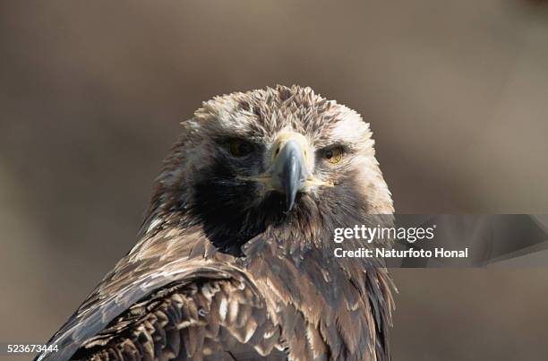 imperial eagle - aquila heliaca stock pictures, royalty-free photos & images