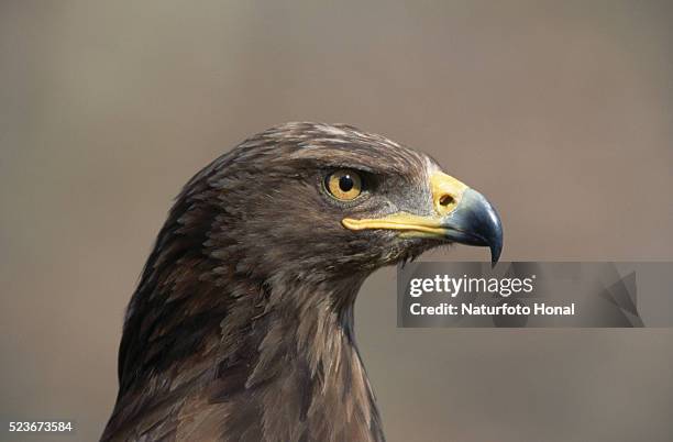 aquila pomarina eagle - lesser spotted eagle stock pictures, royalty-free photos & images