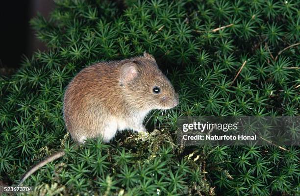 bank vole - volea stock pictures, royalty-free photos & images