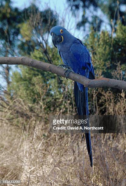 hyacinth macaw - hyacinth macaw stock pictures, royalty-free photos & images