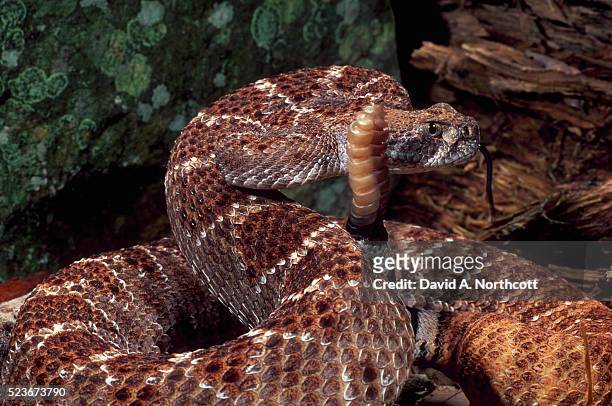 western diamondback rattlesnake in red phase - western diamondback rattlesnake stock pictures, royalty-free photos & images